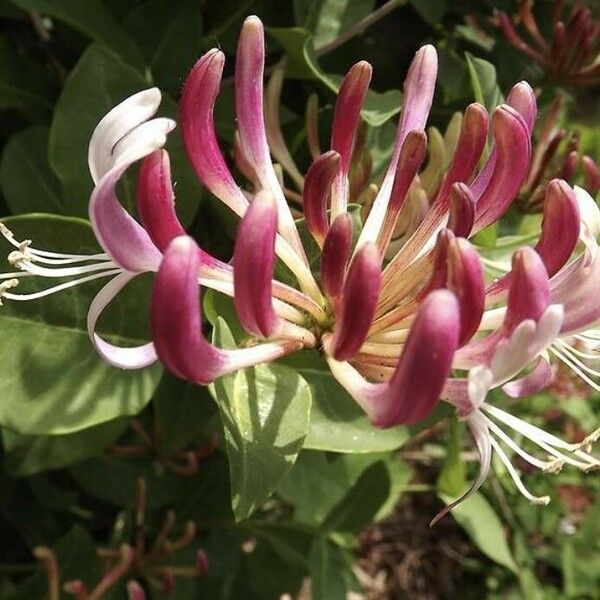 Lonicera caprifolium Kvet