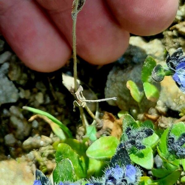 Veronica alpina Vaisius