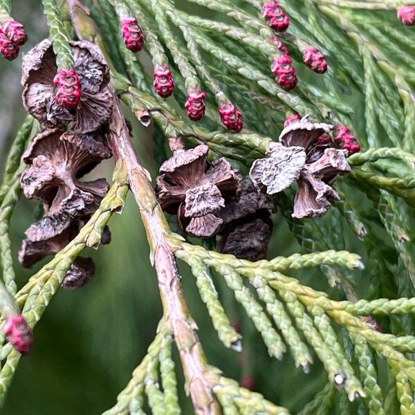 Chamaecyparis lawsoniana Fruit