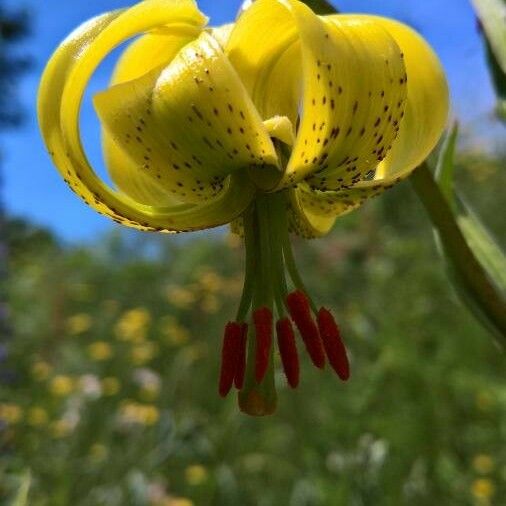 Lilium pyrenaicum Цвят