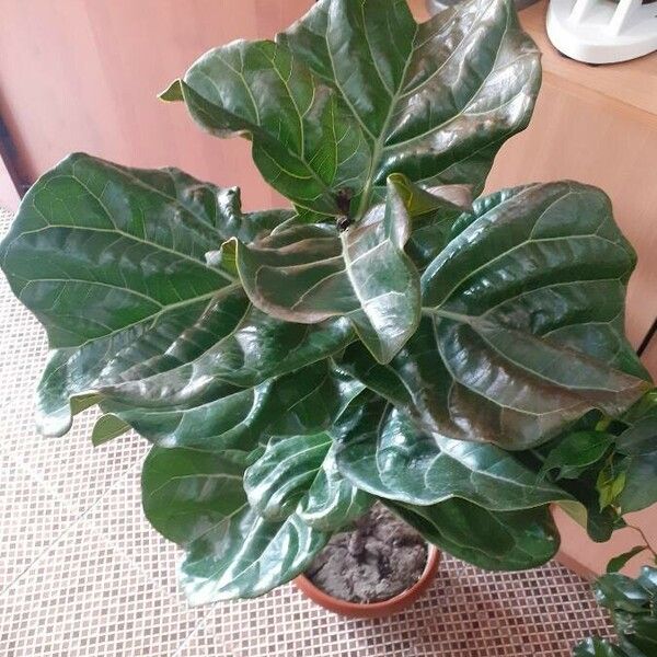 Ficus lyrata Folha