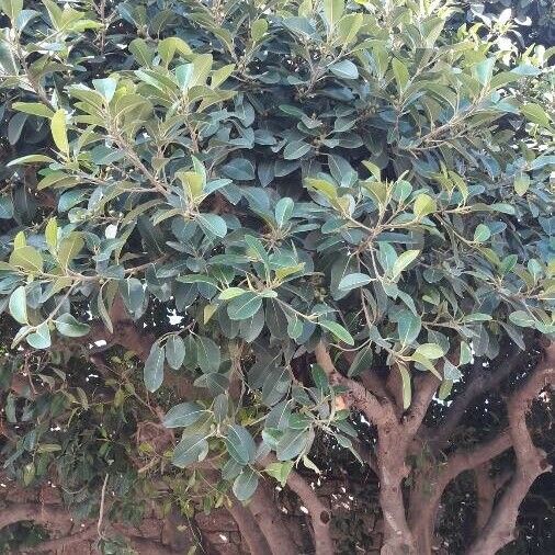 Ficus elastica 樹皮