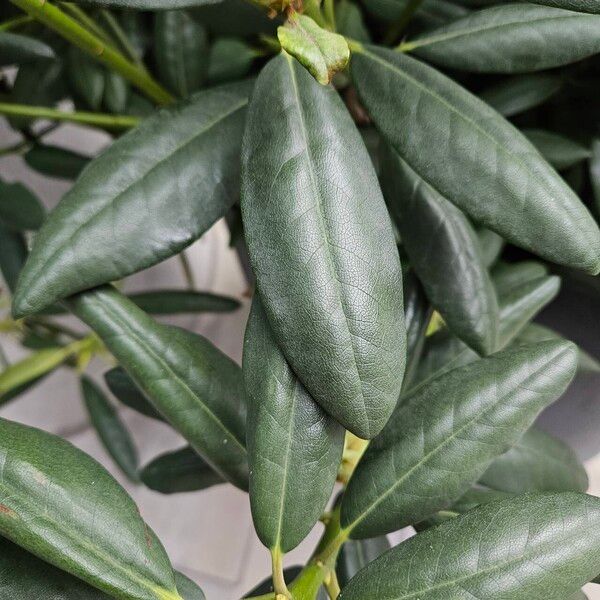 Rhododendron spp. Leaf