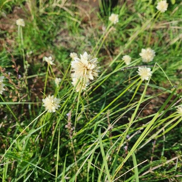 Cyperus niveus Blodyn