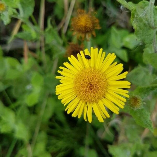 Pulicaria dysenterica ফুল