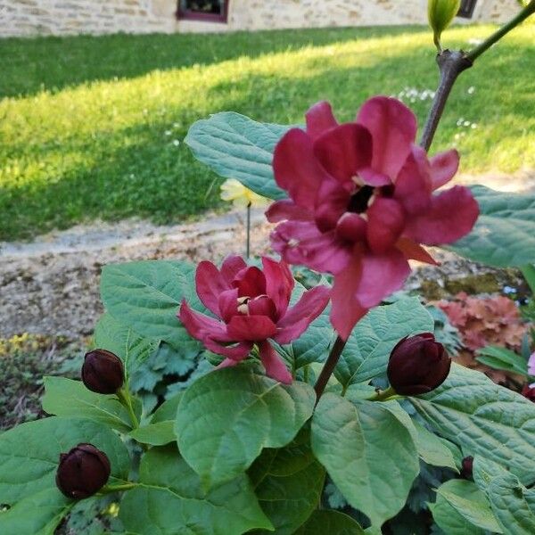 Calycanthus floridus 花