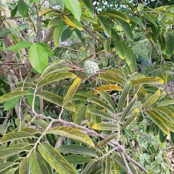 Annona squamosa Deilen