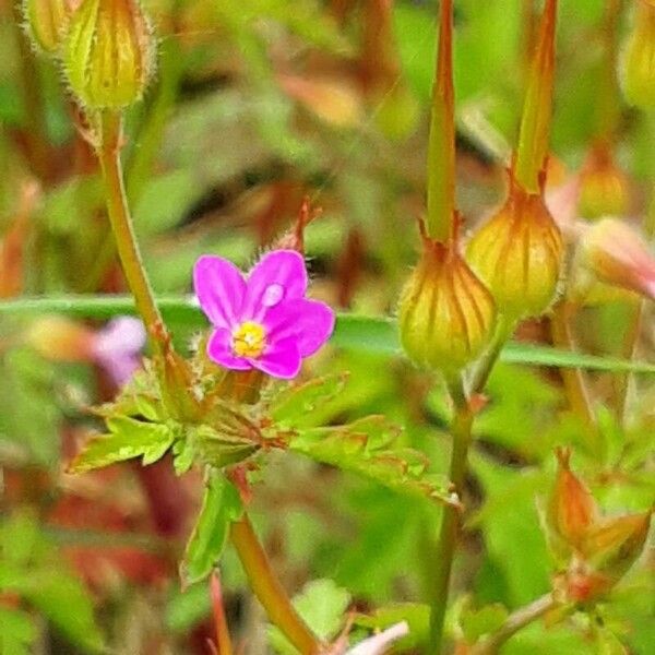 Geranium purpureum Květ