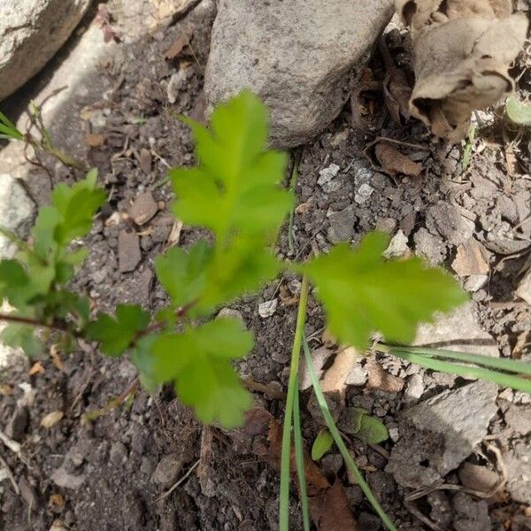 Tanacetum parthenium Blatt