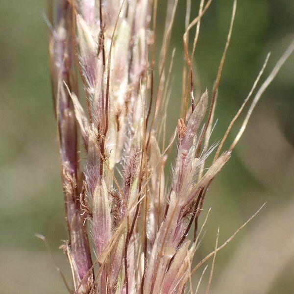 Bothriochloa bladhii 果實