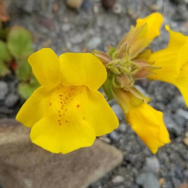 Mimulus guttatus Blomma