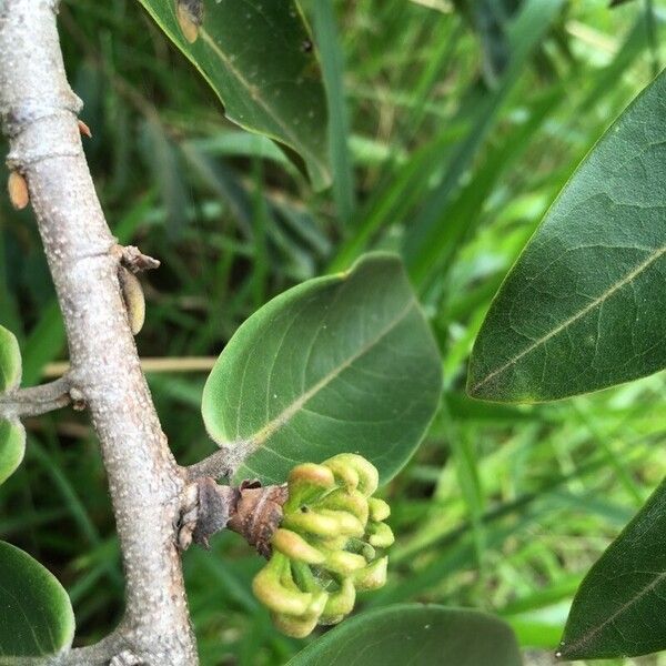 Xylopia aromatica फल