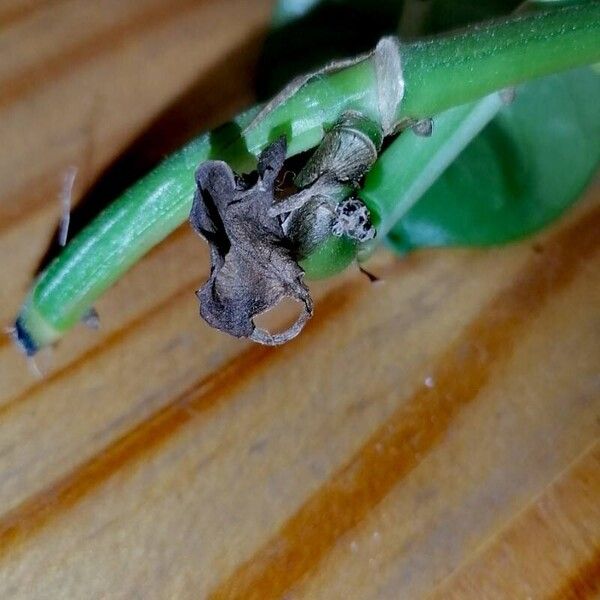 Epipremnum aureum പുറംതൊലി