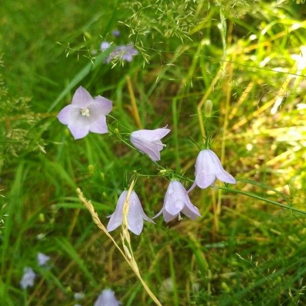 Campanula rotundifolia Lorea