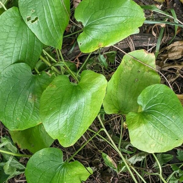 Smilax herbacea Folha