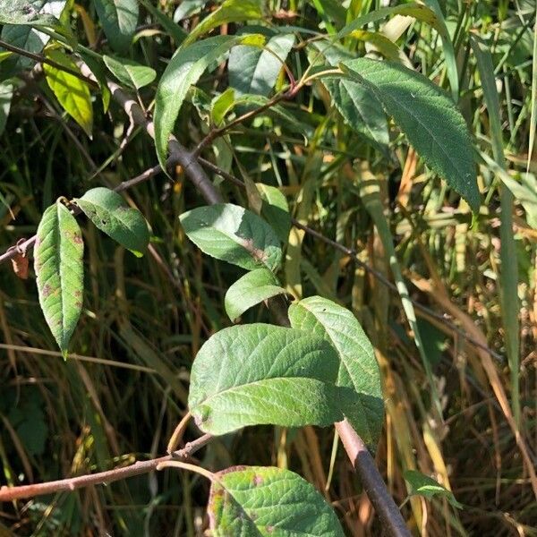 Diervilla lonicera Folha