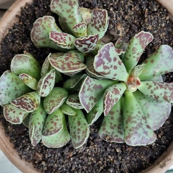 Adromischus cooperi Fuelha