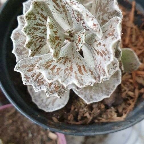 Kalanchoe rhombopilosa Leaf