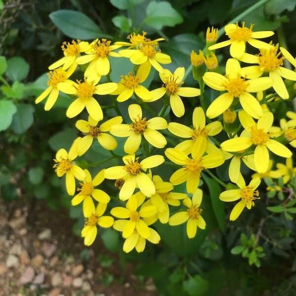 Senecio angulatus 花