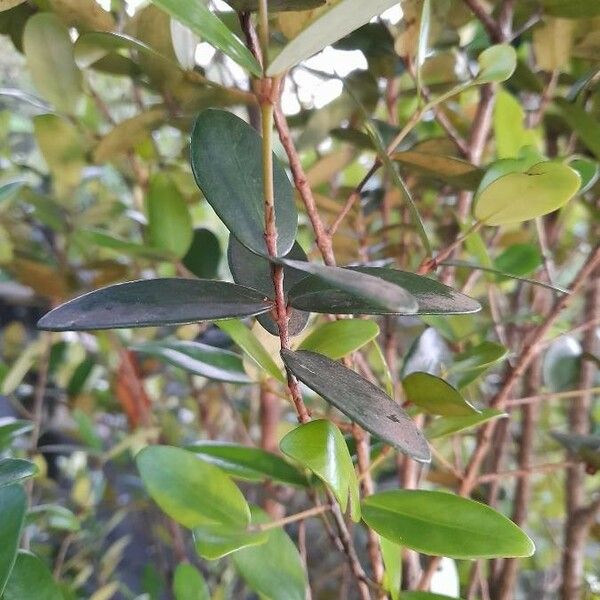 Eugenia buxifolia Leaf