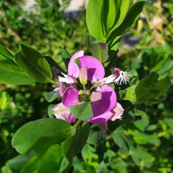 Polygala myrtifolia ফুল