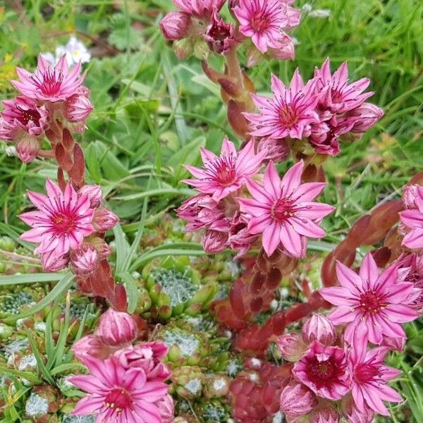 Sempervivum arachnoideum പുഷ്പം