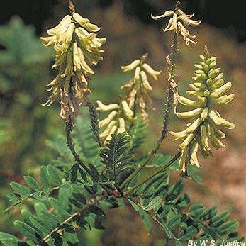 Astragalus canadensis Характер