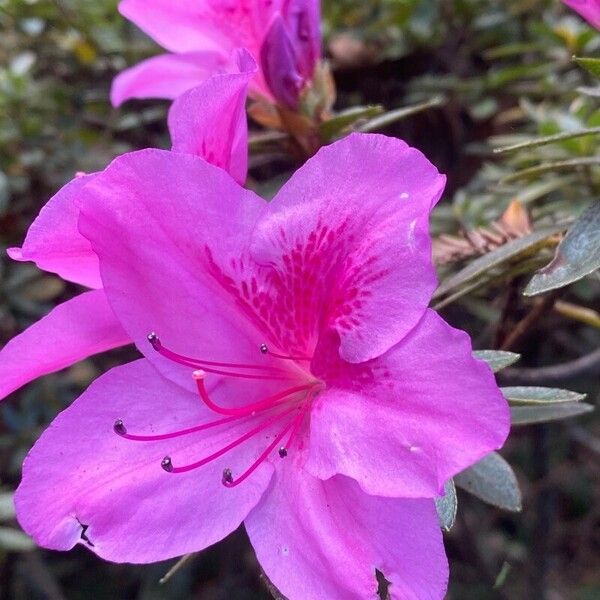 Rhododendron simsii Flors