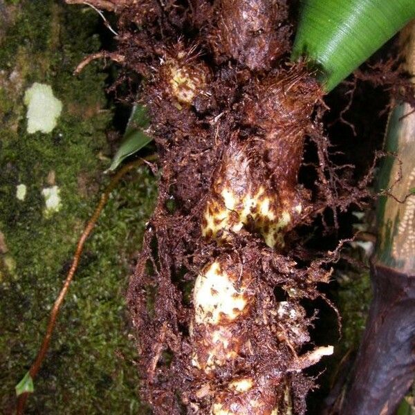 Serpocaulon triseriale Gyümölcs