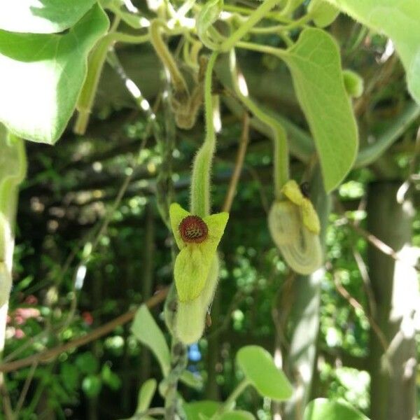Aristolochia tomentosa Virág