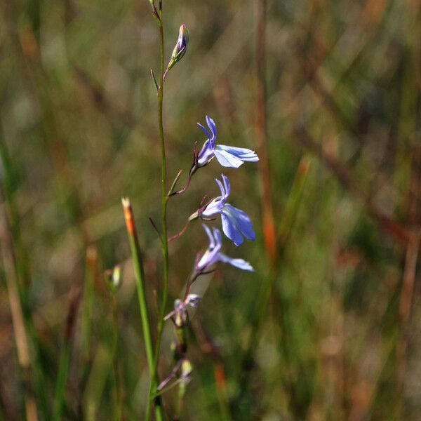 Lobelia kalmii Hàbitat