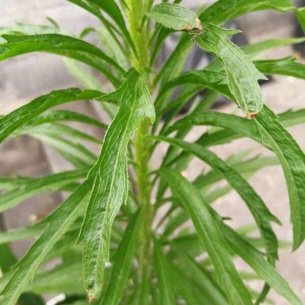 Conyza canadensis Leaf