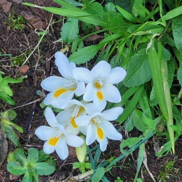 Freesia leichtlinii Flower