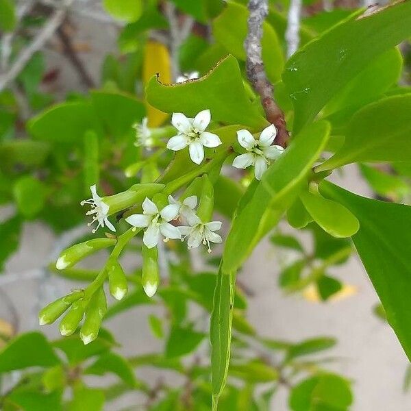 Lumnitzera racemosa Blomst