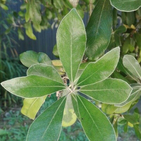 Pittosporum crassifolium Leaf