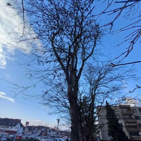 Gleditsia triacanthos Costuma