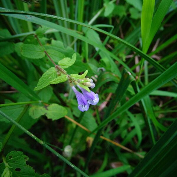 Scutellaria galericulata Floare