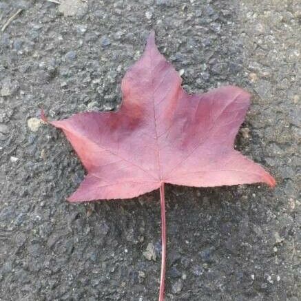 Liquidambar styraciflua Liść