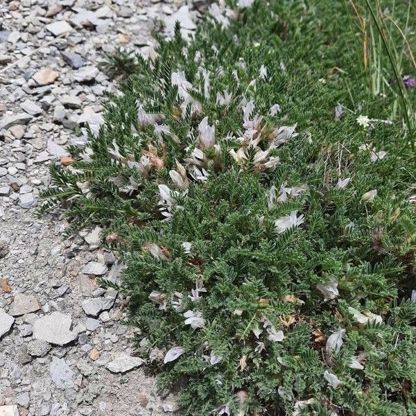 Astragalus sempervirens عادت داشتن