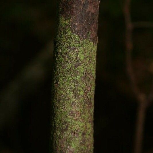 Licaria chrysophylla Bark