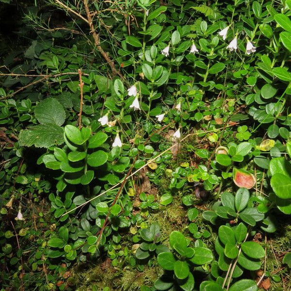 Linnaea borealis 整株植物