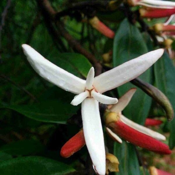 Xylopia aromatica Flower