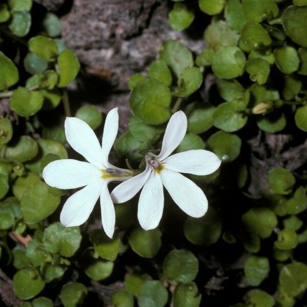 Lobelia angulata Blomma