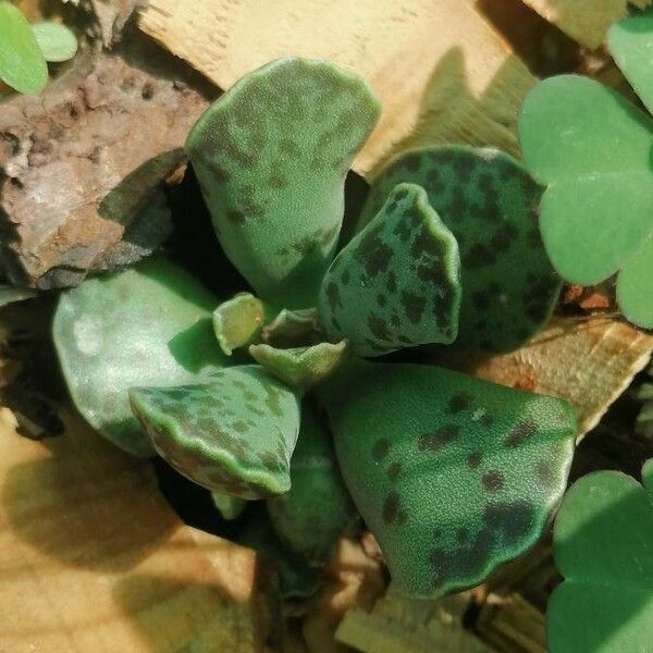 Adromischus cooperi পাতা