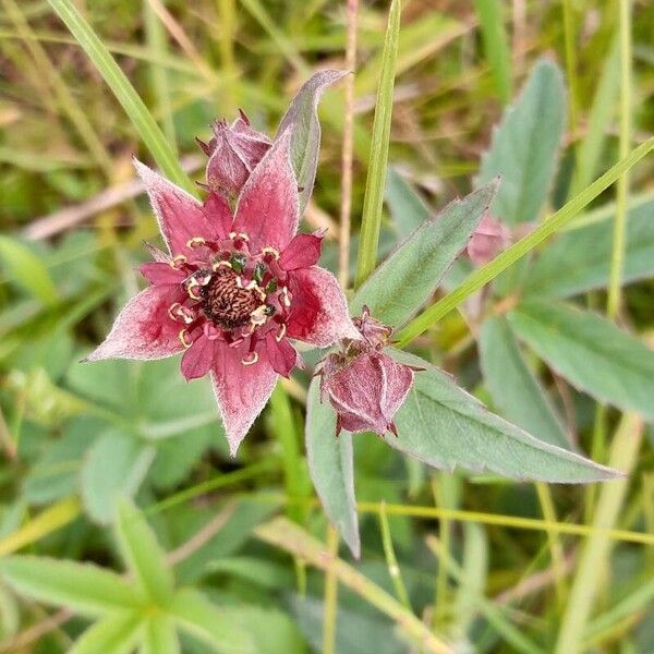 Comarum palustre Blüte