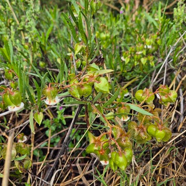 Trichodesma marsabiticum Habit