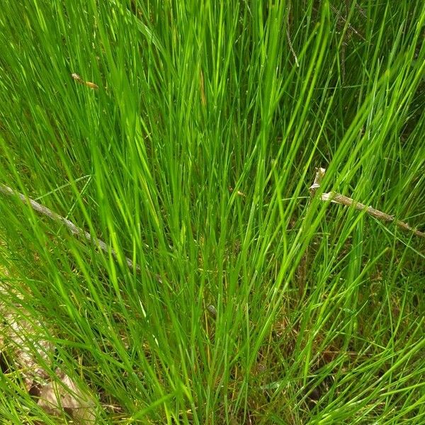 Eleocharis acicularis Leaf