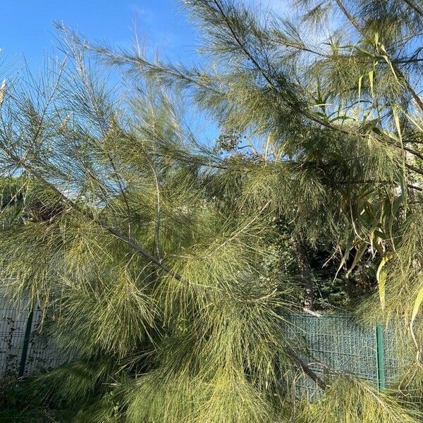 Casuarina cunninghamiana Ліст