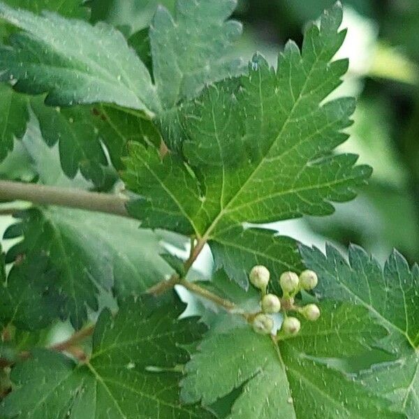 Neillia incisa Leaf