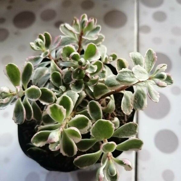 Sedum spurium 葉